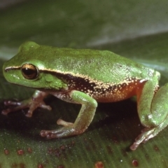 Litoria nudidigita (Narrow-fringed Tree-frog) at Mount Darragh, NSW - 16 Dec 1979 by wombey