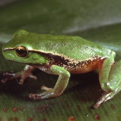 Litoria nudidigita (Narrow-fringed Tree-frog) at Mount Darragh, NSW - 16 Dec 1979 by wombey