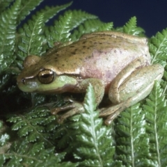 Litoria nudidigita (Narrow-fringed Tree-frog) at Namadgi National Park - 7 Dec 1994 by wombey