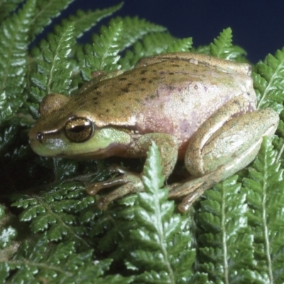 Litoria nudidigita (Narrow-fringed Tree-frog) at Namadgi National Park - 6 Dec 1994 by wombey