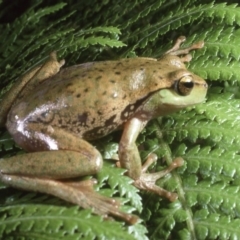 Litoria nudidigita at Namadgi National Park - 7 Dec 1994 12:00 AM