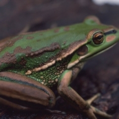 Litoria aurea (Green and Golden Bell Frog) at Mitchell, ACT - 16 Jan 1976 by wombey