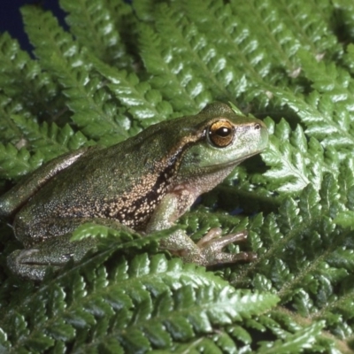Litoria nudidigita (Narrow-fringed Tree-frog) at Cotter River, ACT - 6 Dec 1994 by wombey