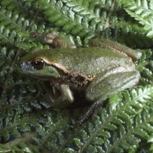 Litoria nudidigita at Cotter River, ACT - 7 Dec 1994