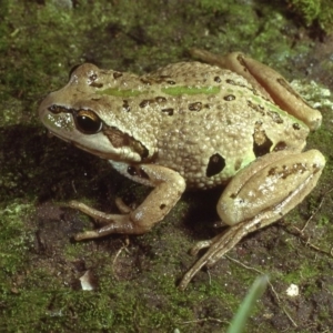 Litoria verreauxii alpina at Kosciuszko National Park, NSW - 25 Mar 1980