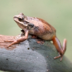 Litoria ewingii (Ewing's Tree Frog) at Countegany, NSW - 17 Mar 1976 by wombey