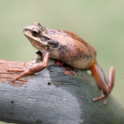 Litoria ewingii (Ewing's Tree Frog) at Countegany, NSW - 16 Mar 1976 by wombey