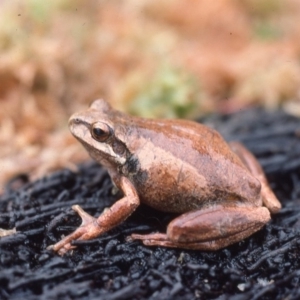 Litoria ewingii at Countegany, NSW - 17 Mar 1976 12:00 AM