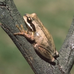 Litoria ewingii (Ewing's Tree Frog) at Mongarlowe, NSW - 14 Feb 1976 by wombey