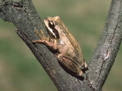 Litoria ewingii (Ewing's Tree Frog) at Mongarlowe, NSW - 15 Feb 1976 by wombey