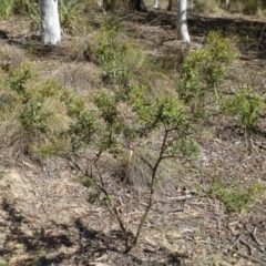 Grevillea ramosissima subsp. ramosissima (Fan Grevillea) at Acton, ACT - 20 Mar 2016 by RWPurdie