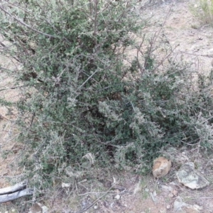 Cotoneaster pannosus at Hackett, ACT - 16 Mar 2016