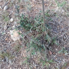 Cotoneaster pannosus at Hackett, ACT - 16 Mar 2016