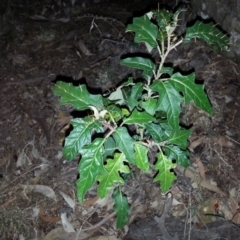 Solanum cinereum (Narrawa Burr) at Canberra Central, ACT - 19 Mar 2016 by waltraud