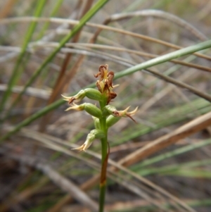 Corunastylis cornuta at Point 5816 - suppressed