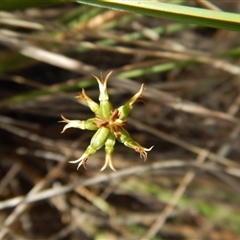 Corunastylis cornuta at Point 5816 - suppressed