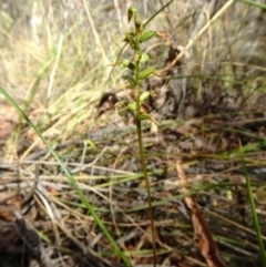 Corunastylis clivicola (Rufous midge orchid) at Point 60 - 21 Mar 2016 by CathB