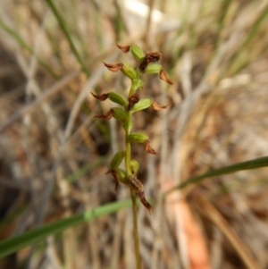 Corunastylis clivicola at O'Connor, ACT - suppressed