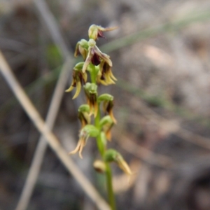 Corunastylis clivicola at Acton, ACT - 21 Mar 2016