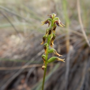 Corunastylis clivicola at Acton, ACT - 21 Mar 2016