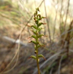 Corunastylis clivicola at Acton, ACT - 21 Mar 2016