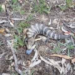 Tiliqua scincoides scincoides (Eastern Blue-tongue) at Isaacs Ridge - 21 Mar 2016 by Mike