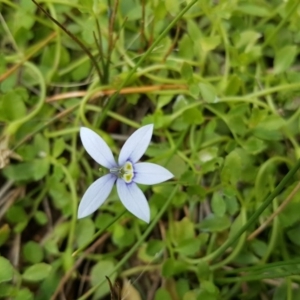 Isotoma fluviatilis subsp. australis at Wanniassa Hill - 21 Mar 2016