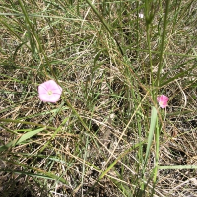 Convolvulus angustissimus subsp. angustissimus (Australian Bindweed) at Acton, ACT - 27 Oct 2014 by TimYiu