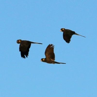 Zanda funerea (Yellow-tailed Black-Cockatoo) at McKellar, ACT - 21 Mar 2016 by NathanaelC
