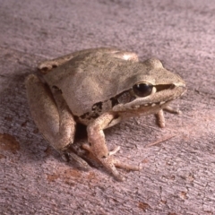 Litoria latopalmata (Broad-palmed Tree-frog) at Stromlo, ACT - 27 Oct 1985 by wombey