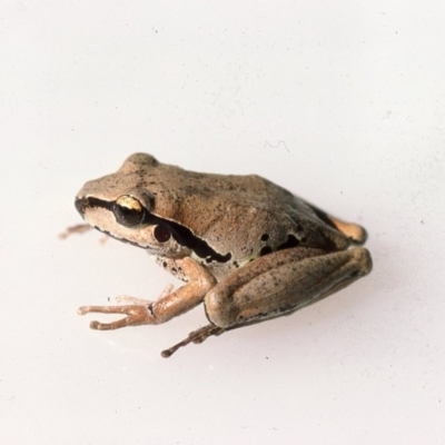 Litoria lesueuri (Lesueur's Tree-frog) at Oallen, NSW - 3 Dec 1975 by wombey