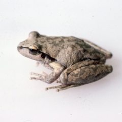 Litoria lesueuri (Lesueur's Tree-frog) at Mongarlowe River - 2 Dec 1975 by wombey