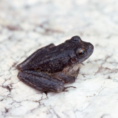 Litoria lesueuri (Lesueur's Tree-frog) at Coree, ACT - 12 Jan 1976 by wombey