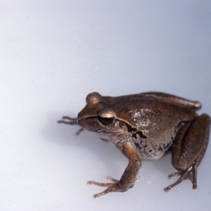 Litoria lesueuri at Marlowe, NSW - 15 Dec 1975