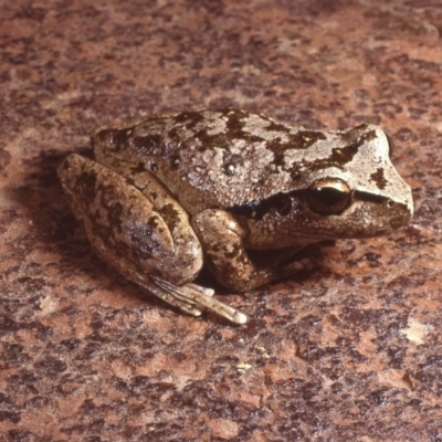 Litoria lesueuri (Lesueur's Tree-frog) at Brindabella, NSW - 1 Apr 1984 by wombey