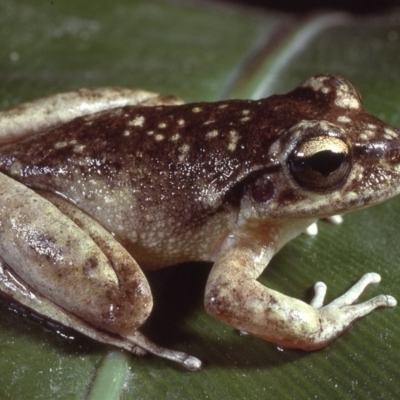 Litoria lesueuri (Lesueur's Tree-frog) at Mount Darragh, NSW - 16 Dec 1979 by wombey