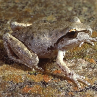 Litoria lesueuri (Lesueur's Tree-frog) at Jindabyne, NSW - 31 Mar 1979 by wombey