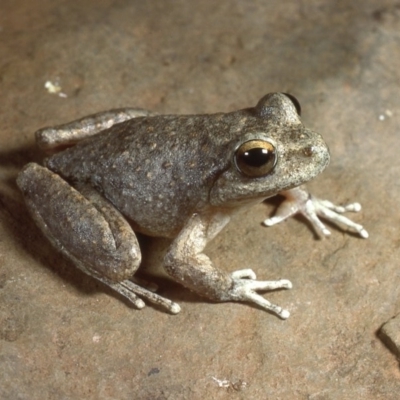 Litoria booroolongensis (Booroolong Frog) by wombey