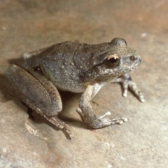 Litoria booroolongensis (Booroolong Frog) at Kosciuszko National Park - 28 Jan 1987 by wombey