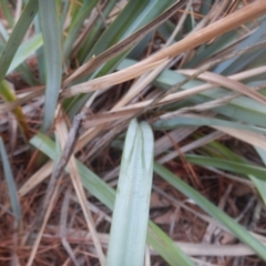 Dianella sp. aff. longifolia (Benambra) (Pale Flax Lily, Blue Flax Lily) at Molonglo Valley, ACT - 21 Mar 2016 by MichaelMulvaney