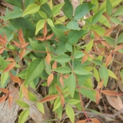 Nandina domestica (Sacred Bamboo) at Fadden, ACT - 21 Mar 2016 by MichaelMulvaney