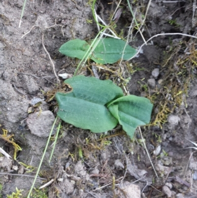 Chiloglottis reflexa (Short-clubbed Wasp Orchid) at Acton, ACT - 21 Mar 2016 by MattM