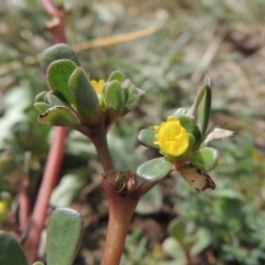 Portulaca oleracea (Pigweed, Purslane) at Gordon, ACT - 21 Mar 2016 by michaelb