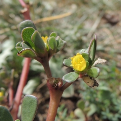 Portulaca oleracea (Munyeroo ,Pigweed, Purslane) at Gordon, ACT - 22 Mar 2016 by MichaelBedingfield