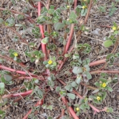 Portulaca oleracea (Munyeroo ,Pigweed, Purslane) at Tharwa, ACT - 10 Mar 2016 by MichaelBedingfield