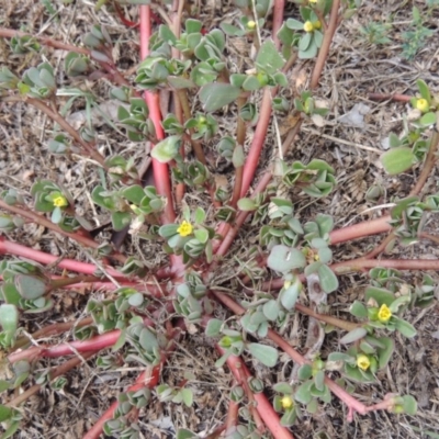 Portulaca oleracea (Pigweed, Purslane) at Tharwa, ACT - 10 Mar 2016 by michaelb