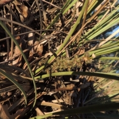 Lomandra multiflora (Many-flowered Matrush) at Pine Island to Point Hut - 10 Jan 2016 by michaelb