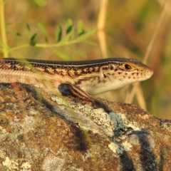 Ctenotus robustus (Robust Striped-skink) at Pine Island to Point Hut - 10 Jan 2016 by michaelb