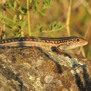 Ctenotus robustus at Greenway, ACT - 10 Jan 2016