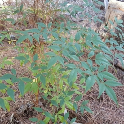 Nandina domestica (Sacred Bamboo) at Isaacs, ACT - 22 Mar 2016 by Mike